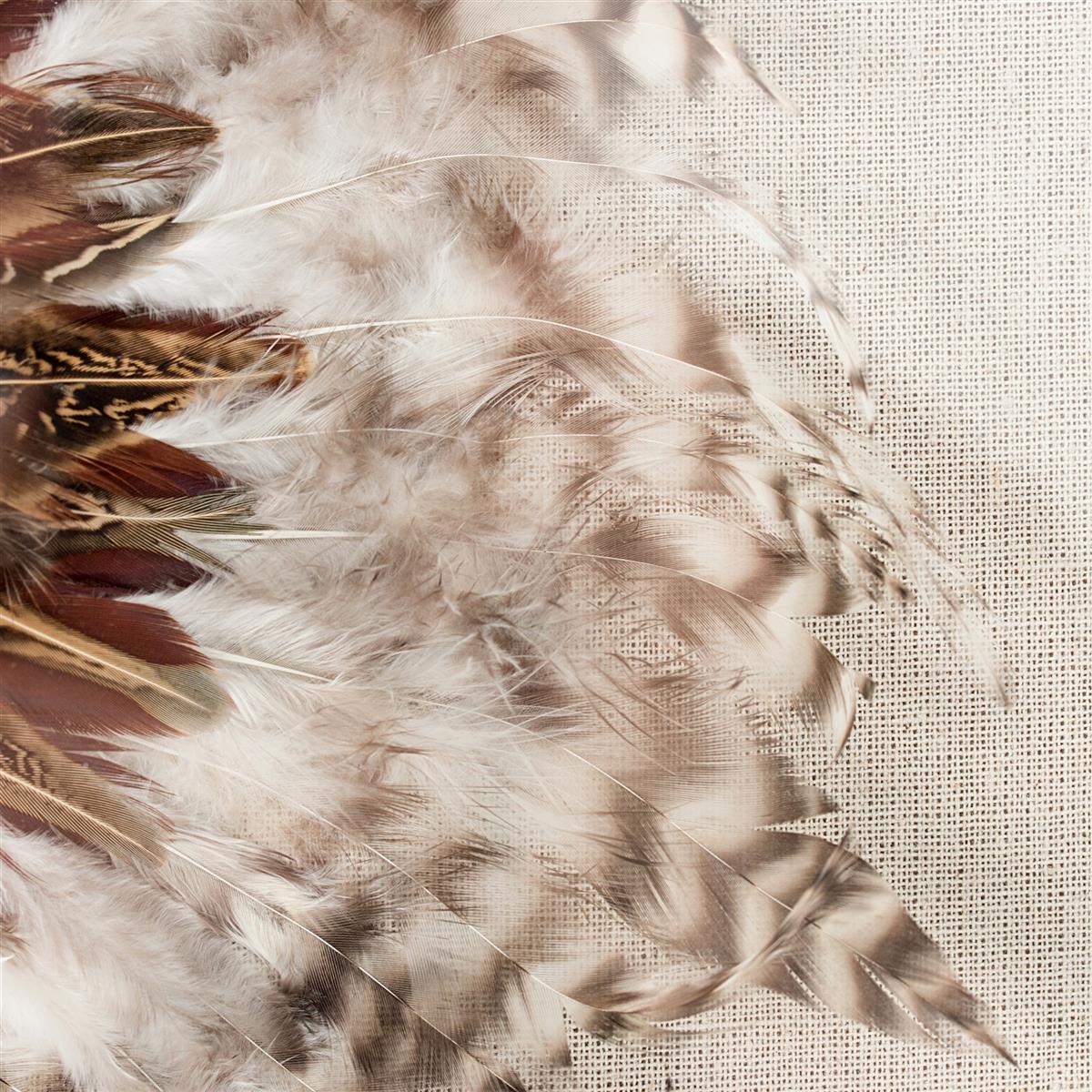Feder-Wandbild Federschmuck II 60cm x 60cm